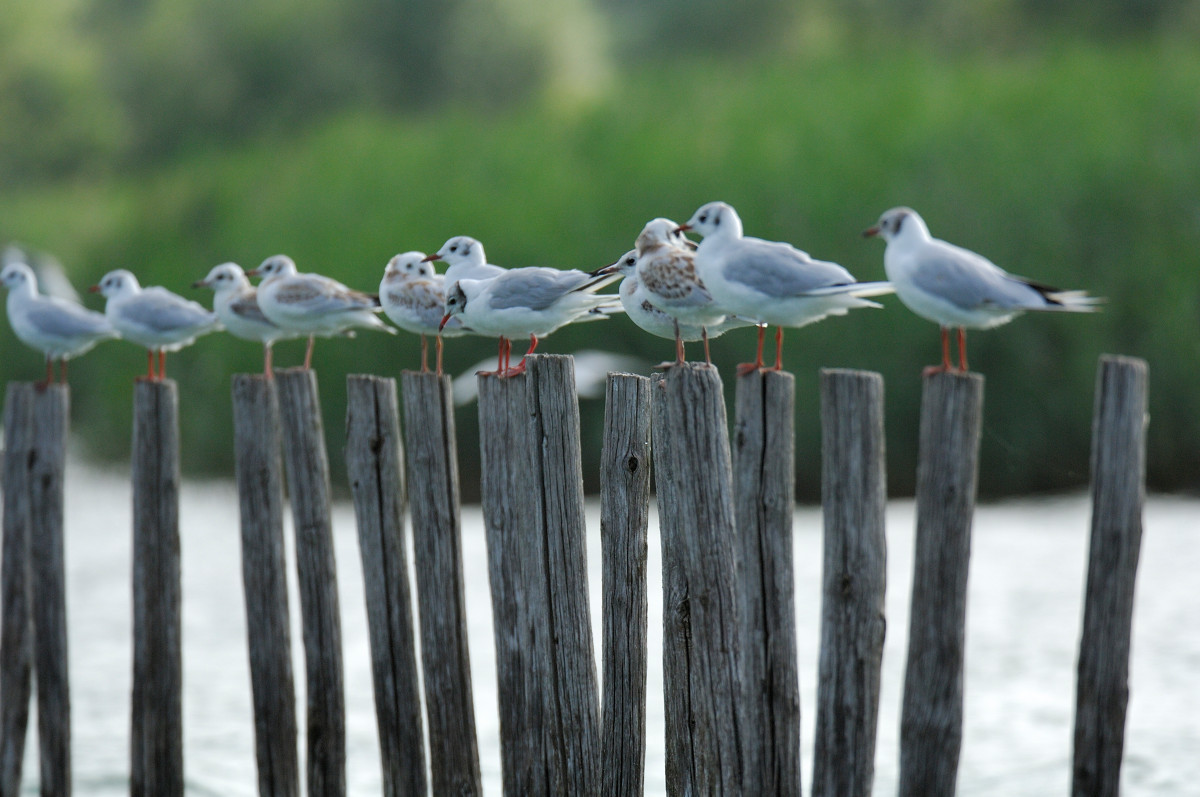 Mouette lac du borgets